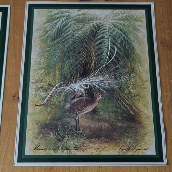 Lot of 6 Naturalist Zoology Vintage Illustrations Australian Wildlife - Picture 5 of 8